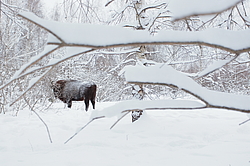 ���� (Bison bonasus) ������������ ���� ����, ��������� �������, ������