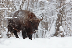 ���� (Bison bonasus) ������������ ���� ����, ��������� �������, ������