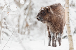 ���� (Bison bonasus) ������������ ���� ����, ��������� �������, ������