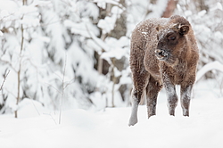 ���� (Bison bonasus) ������������ ���� ����, ��������� �������, ������