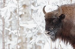 ���� (Bison bonasus) ������������ ���� ����, ��������� �������, ������
