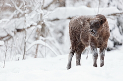 ���� (Bison bonasus) ������������ ���� ����, ��������� �������, ������