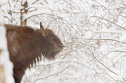 ���� (Bison bonasus) ������������ ���� ����, ��������� �������, ������