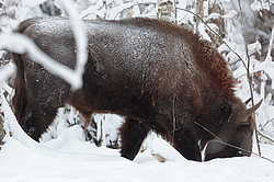 ���� (Bison bonasus) ������������ ���� ����, ��������� �������, ������