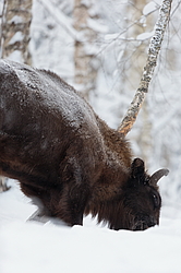 ���� (Bison bonasus) ������������ ���� ����, ��������� �������, ������
