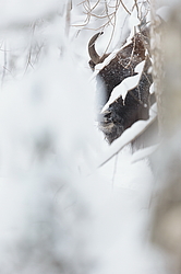 ���� (Bison bonasus) ������������ ���� ����, ��������� �������, ������