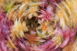 ������� �� �������� ������ (Sphagnum magellanicum)  (�������).