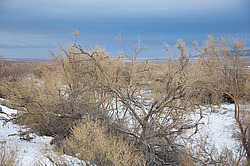 ���� ������ ������, ���������