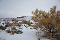 ���� ������ ������, ���������