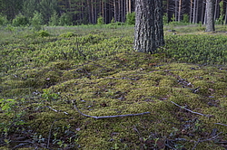 ������, ������� ���������