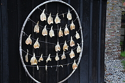 ����� ���������, �����