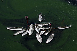 �������, ������� �����������, ����� ��������� (���.���� ������������)