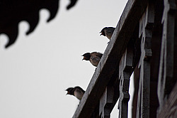 �������, ������� �����������, ����� ��������� (���.���� ������������)