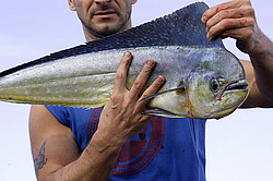 ������� ����