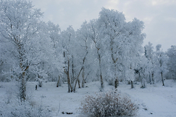 ������� ���������, �������� ����������