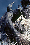 �������� ������ (Phalacrocorax capillatus) � ������. ������ ����������. ��������������� ��������������� ������� ����������