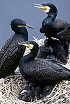 �������� ������ (Phalacrocorax capillatus) � ������. ������ ����������. ��������������� ��������������� ������� ����������