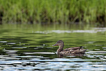 ����������� (Anas clypeata) ����� ������������� �����������, ����, ��������� �������