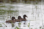 ����������� (Anas clypeata) ����� ������������� �����������, ����, ��������� �������