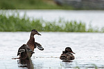 ����������� (Anas clypeata) ����� ������������� �����������, ����, ��������� �������