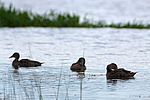����������� (Anas clypeata) ����� ������������� �����������, ����, ��������� �������