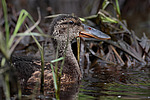 ����������� (Anas clypeata) ����� ������������� �����������, ����, ��������� �������