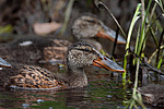 ����������� (Anas clypeata) ����� ������������� �����������, ����, ��������� �������