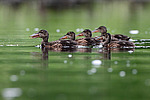 ����������� (Anas clypeata) ����� ������������� �����������, ����, ��������� �������