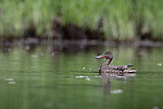 ����������� (Anas clypeata) ����� ������������� �����������, ����, ��������� �������