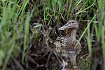 ����������� (Anas clypeata) ����� ������������� �����������, ����, ��������� �������