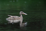 ����������� (Anas clypeata) ����� ������������� �����������, ����, ��������� �������