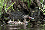 ����������� (Anas clypeata) ����� ������������� �����������, ����, ��������� �������