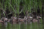 ����������� (Anas clypeata) ����� ������������� �����������, ����, ��������� �������