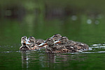 ����������� (Anas clypeata) ����� ������������� �����������, ����, ��������� �������