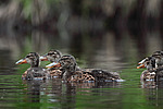 ����������� (Anas clypeata) ����� ������������� �����������, ����, ��������� �������