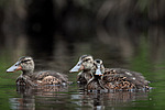 ����������� (Anas clypeata) ����� ������������� �����������, ����, ��������� �������