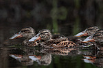 ����������� (Anas clypeata) ����� ������������� �����������, ����, ��������� �������