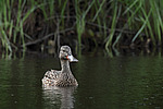 ����������� (Anas clypeata) ����� ������������� �����������, ����, ��������� �������