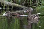 ����������� (Anas clypeata) ����� ������������� �����������, ����, ��������� �������