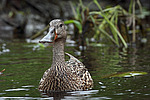 ����������� (Anas clypeata) ����� ������������� �����������, ����, ��������� �������
