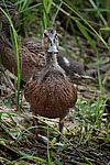 ����������� (Anas clypeata) ����� ������������� �����������, ����, ��������� �������