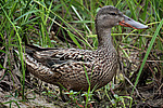 ����������� (Anas clypeata) ����� ������������� �����������, ����, ��������� �������