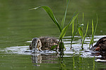 ����������� (Anas clypeata) ����� ������������� �����������, ����, ��������� �������