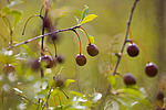 ������������� ����� (Prunus fruticosa) ���������� ������� ����, �������� �������.