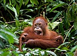 ���������� ��������� (Pongo pygmaeus) ������� � ��������. ������ ����, ������, ��������� 