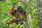 ���������� ��������� (Pongo pygmaeus) � ��������. ������ ����, ������, ��������� 