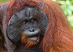���������� ��������� (Pongo pygmaeus) � ��������. ������ ����, ������, ��������� 