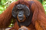 ���������� ��������� (Pongo pygmaeus) � ��������. ������ ����, ������, ��������� 