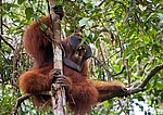 ���������� ��������� (Pongo pygmaeus) � ��������. ������ ����, ������, ��������� 