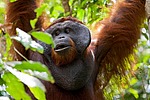 ���������� ��������� (Pongo pygmaeus) � ��������. ������ ����, ������, ��������� 